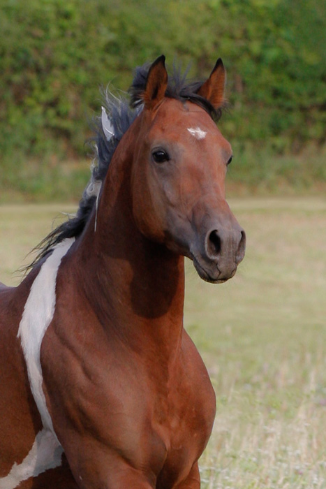 Pintabian | Partbred Araber | Pinto Araber Deckhengst