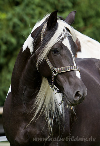 Pinto Pferd Kaufen österreich