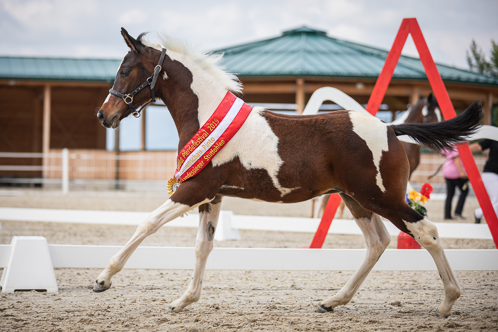 Partbred Araber Buckskin Hengst NorCal Sierra's Antique Gold