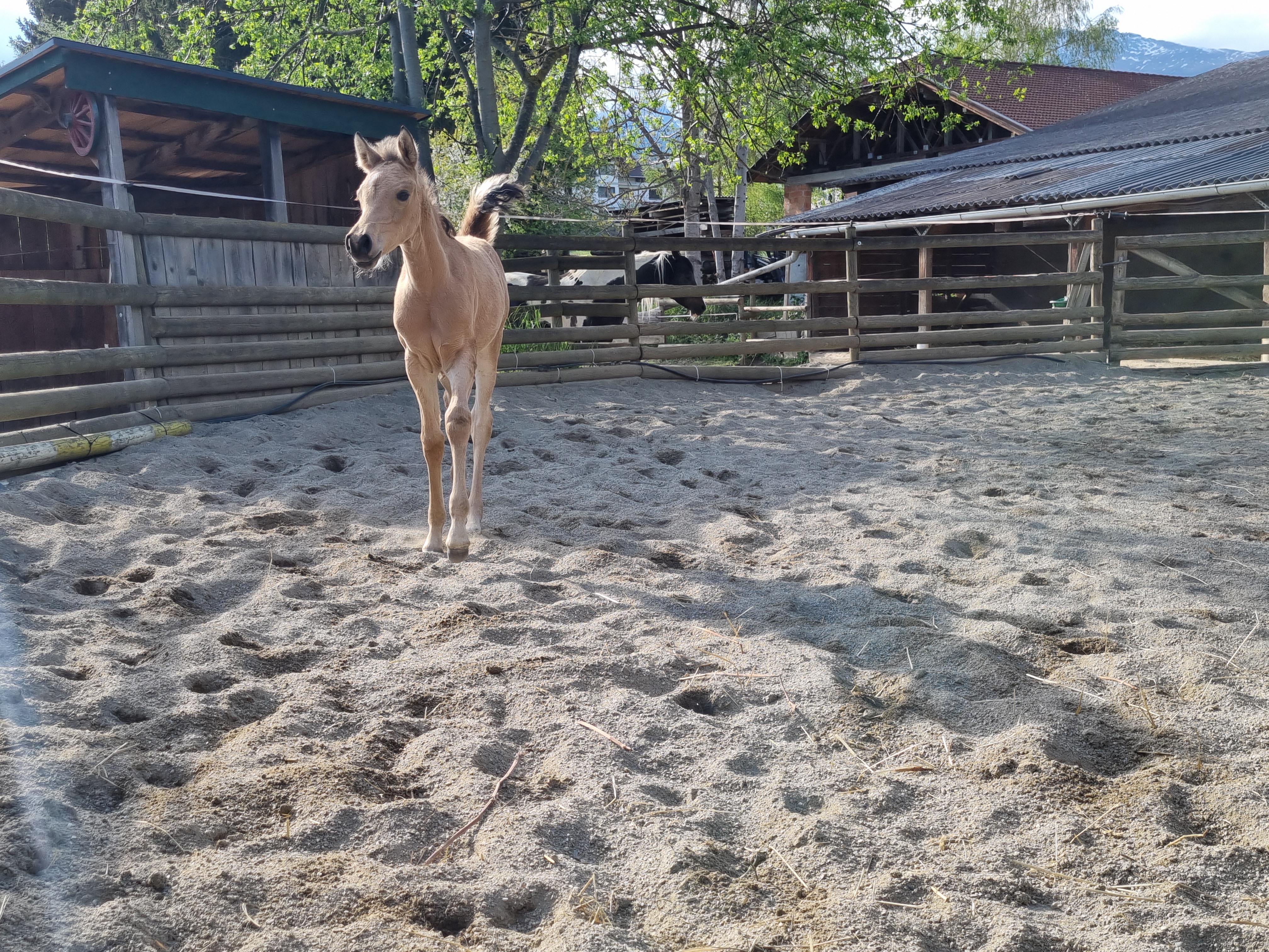 Buckskin Araber Stute 99,5% Vollblutaraber NorCal Sierra's Golden Symphony