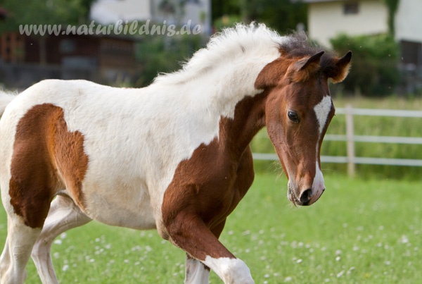 Fohlen bei Pinto for Pleasure