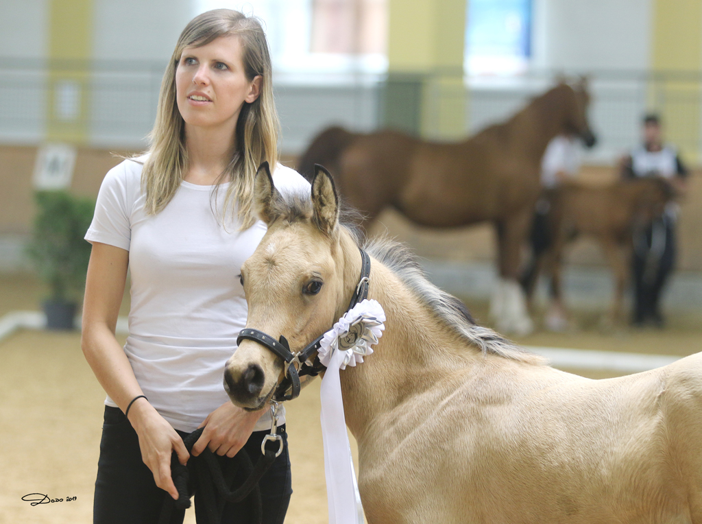 Partbred Araber Buckskin Hengst NorCal Sierra's Antique Gold