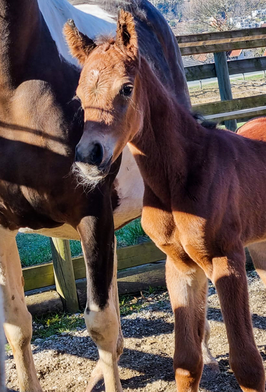 Partbred Araber Stutfohlen 99,8% Vollblutaraber